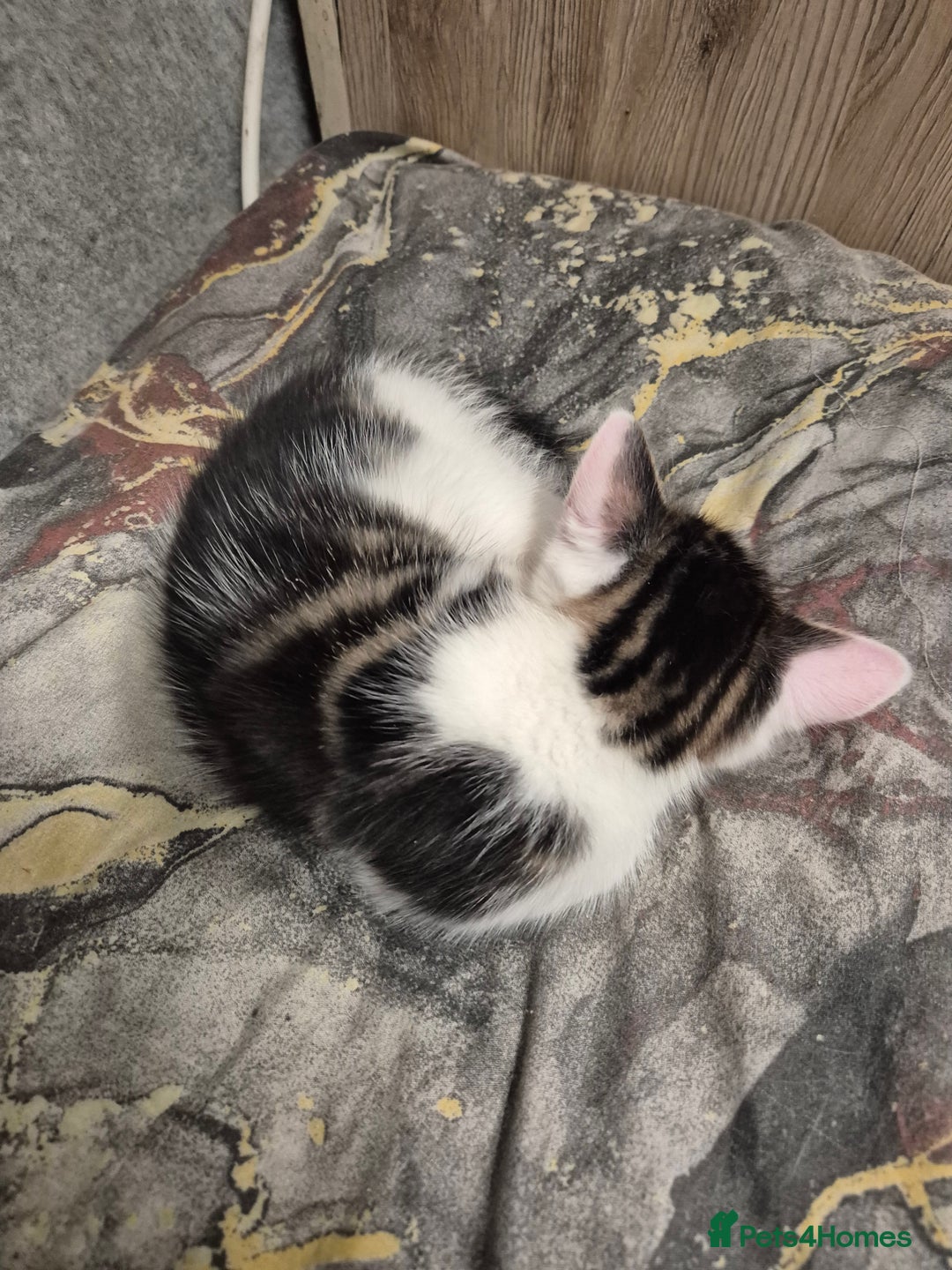 Mixed Breed cats for sale: Cat mix breed  - Advert 7