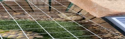 Hermann Tortoise reptiles for sale: Hermann tortoise yearlings  - Advert 6