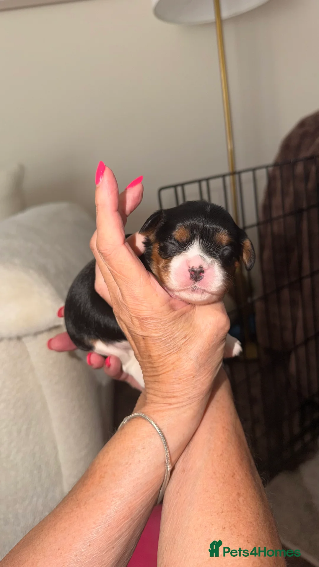 Cavalier King Charles Spaniel dogs for sale: KC Registered Cavalier King Charles Puppies - Advert 2