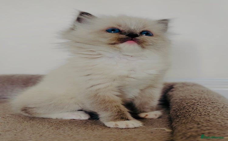 Ragdoll cats - Advert 15