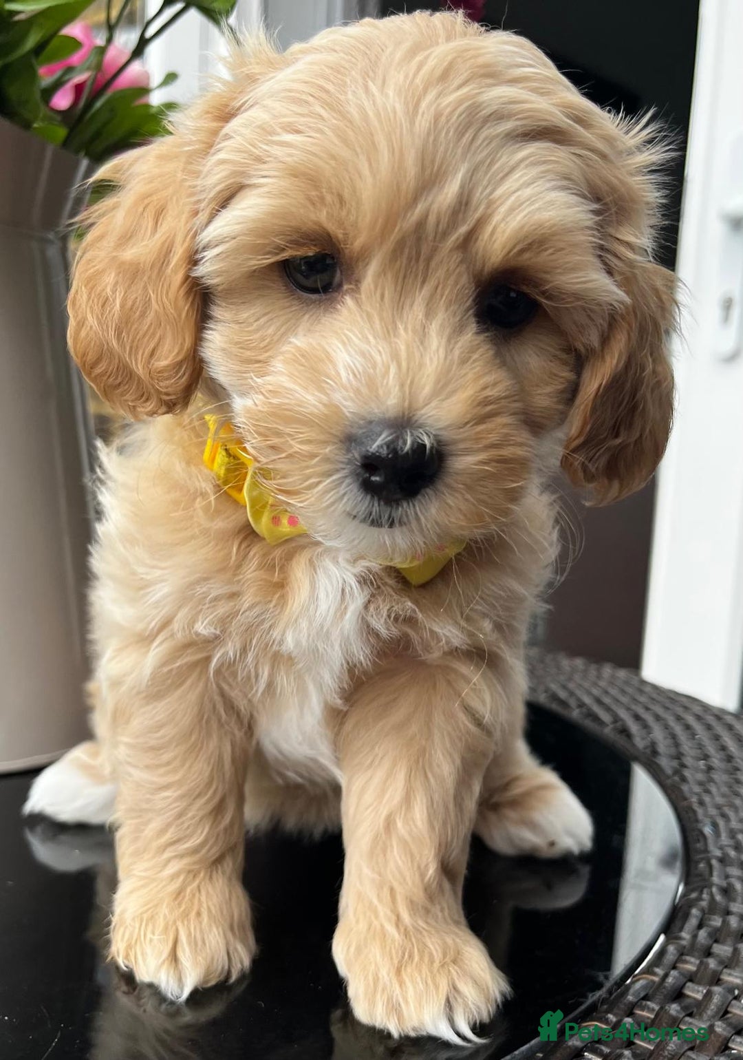 Maltipoo dogs for sale: Adorable Maltipoo  - Image 31