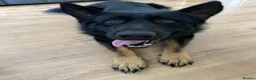 German Shepherd dogs for sale: Bruno German Shepherd  - Advert 4