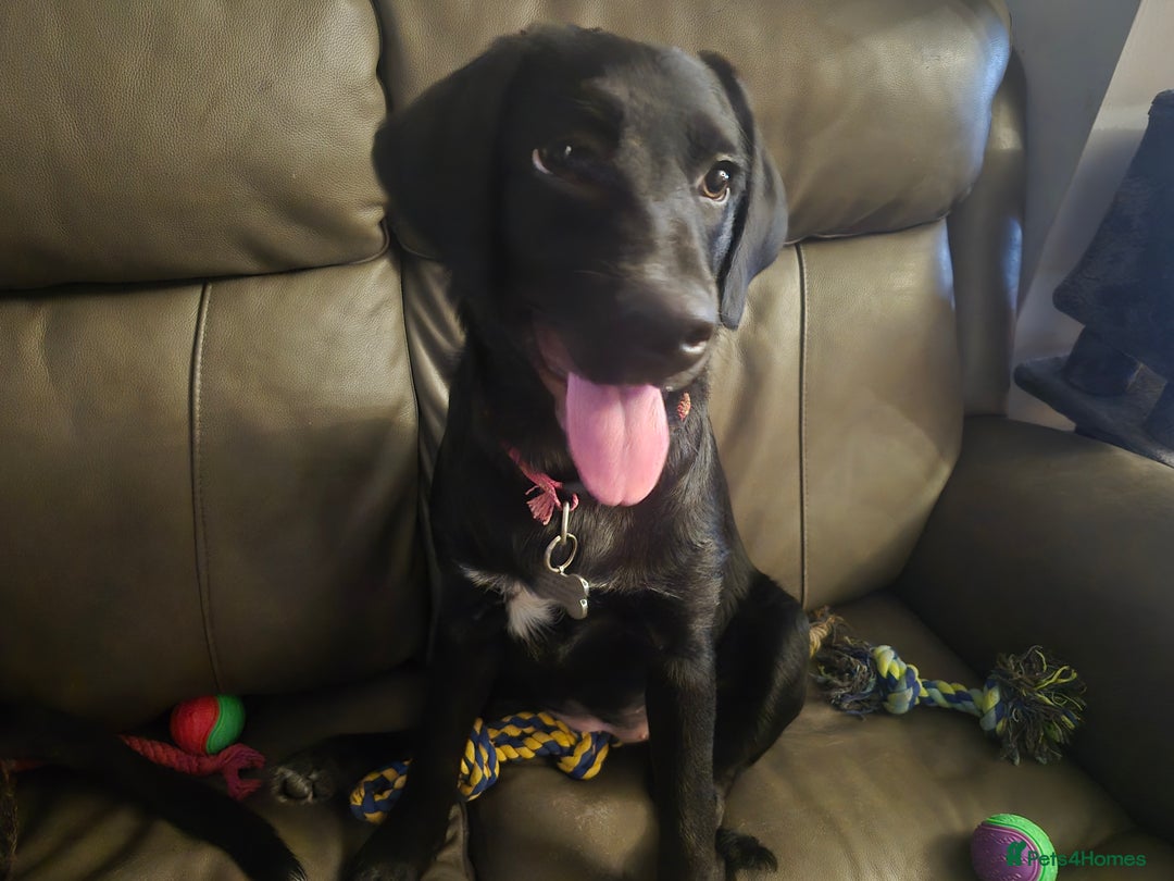 Mixed Breed dogs for sale: Labernesse  - Image 1