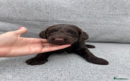 Cockapoo dogs for sale: Beautiful F1 cockerpoo puppies  - Image 16