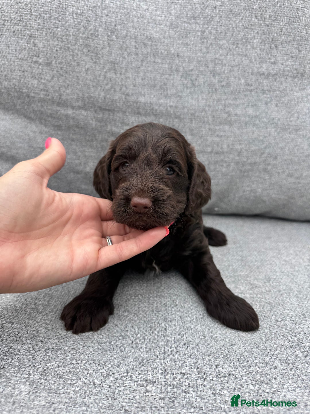 Cockapoo dogs for sale: Beautiful F1 cockerpoo puppies  - Image 16