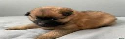 Pomeranian dogs for sale: Pomeranian puppies for sale  - Advert 5