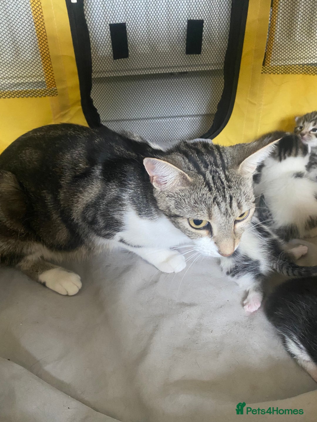 British Shorthair cats for sale: 4 kittens for sale  - Image 27