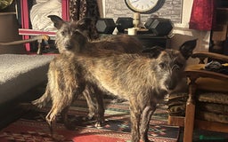 Mixed Breed dogs for sale: Lurcher Siblings - Image 5