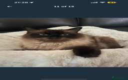 Ragdoll cats for sale: 4 stunning seal point ragdoll boys  - Image 18