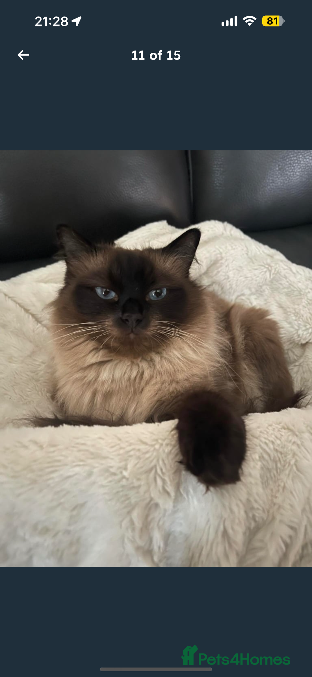 Ragdoll cats for sale: 4 stunning seal point ragdoll boys  - Image 18