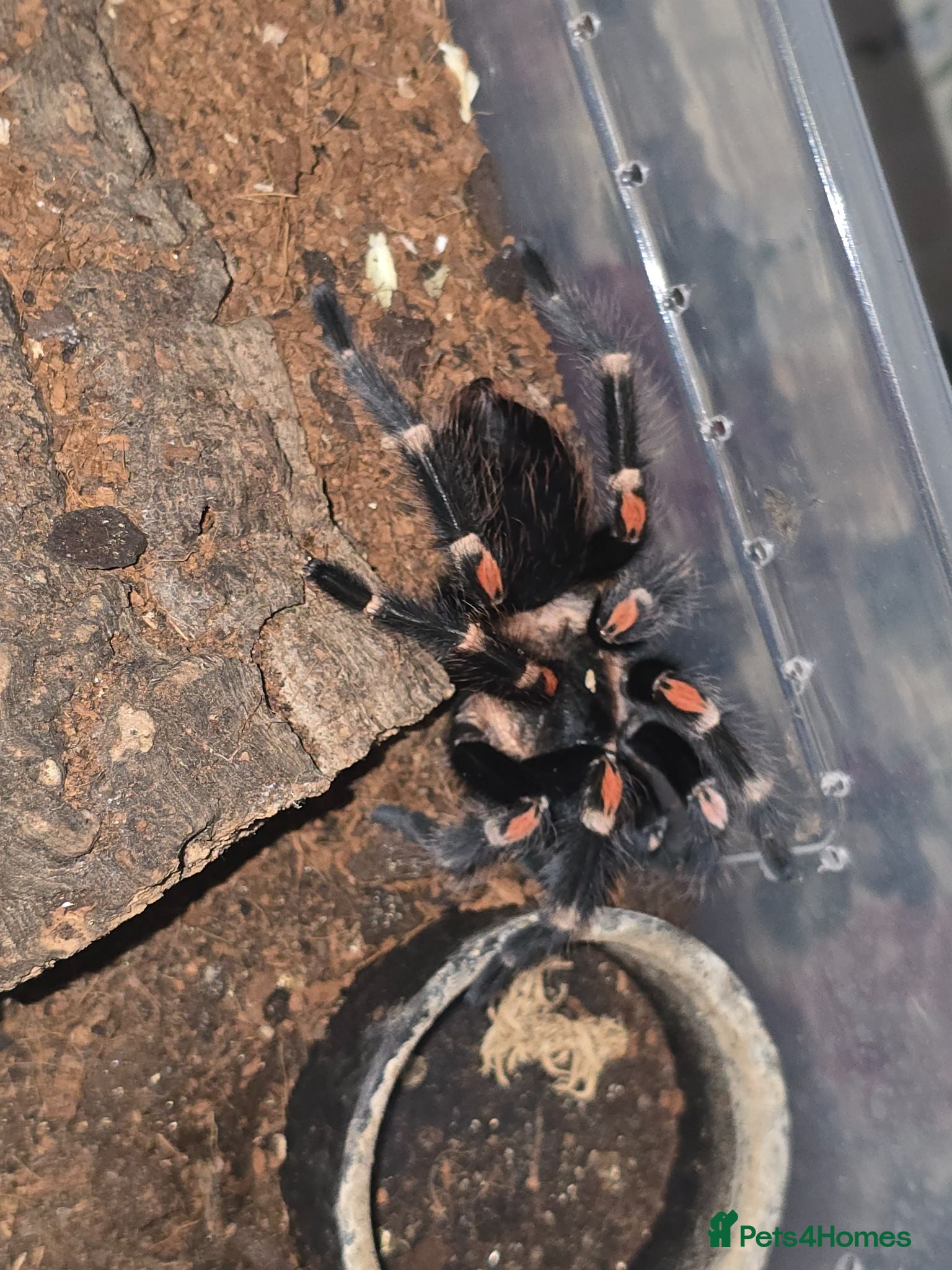 Tarantulas invertebrates Tarantula list - Advert 1