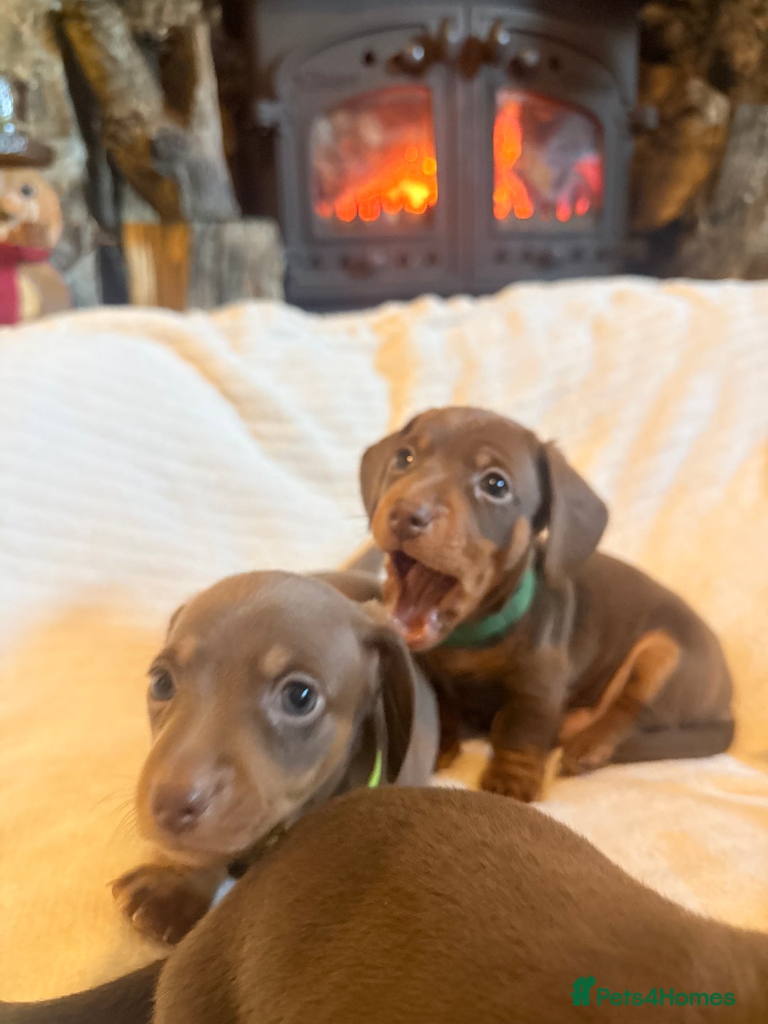 Miniature Dachshund dogs for sale: Gorgeous Chocolate & tan Miniature Dachshunds - Advert 11