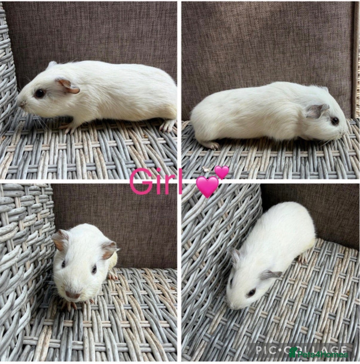 Guinea Pig rodents Gorgeous Guinea pigs looking for new laps 🥰 - Advert 1