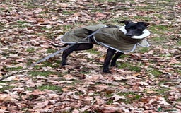 Italian Greyhound dogs for stud: Outstanding Boy - 25 champions in 5 generations - Image 5