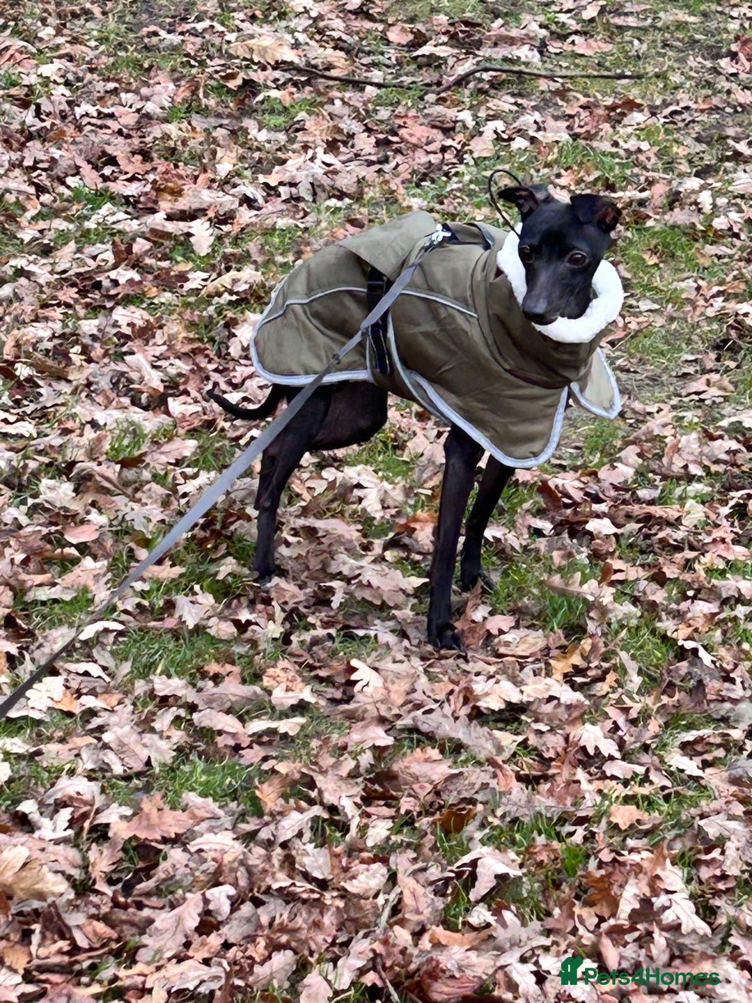 Italian Greyhound dogs for stud: Outstanding Boy - 25 champions in 5 generations - Image 5