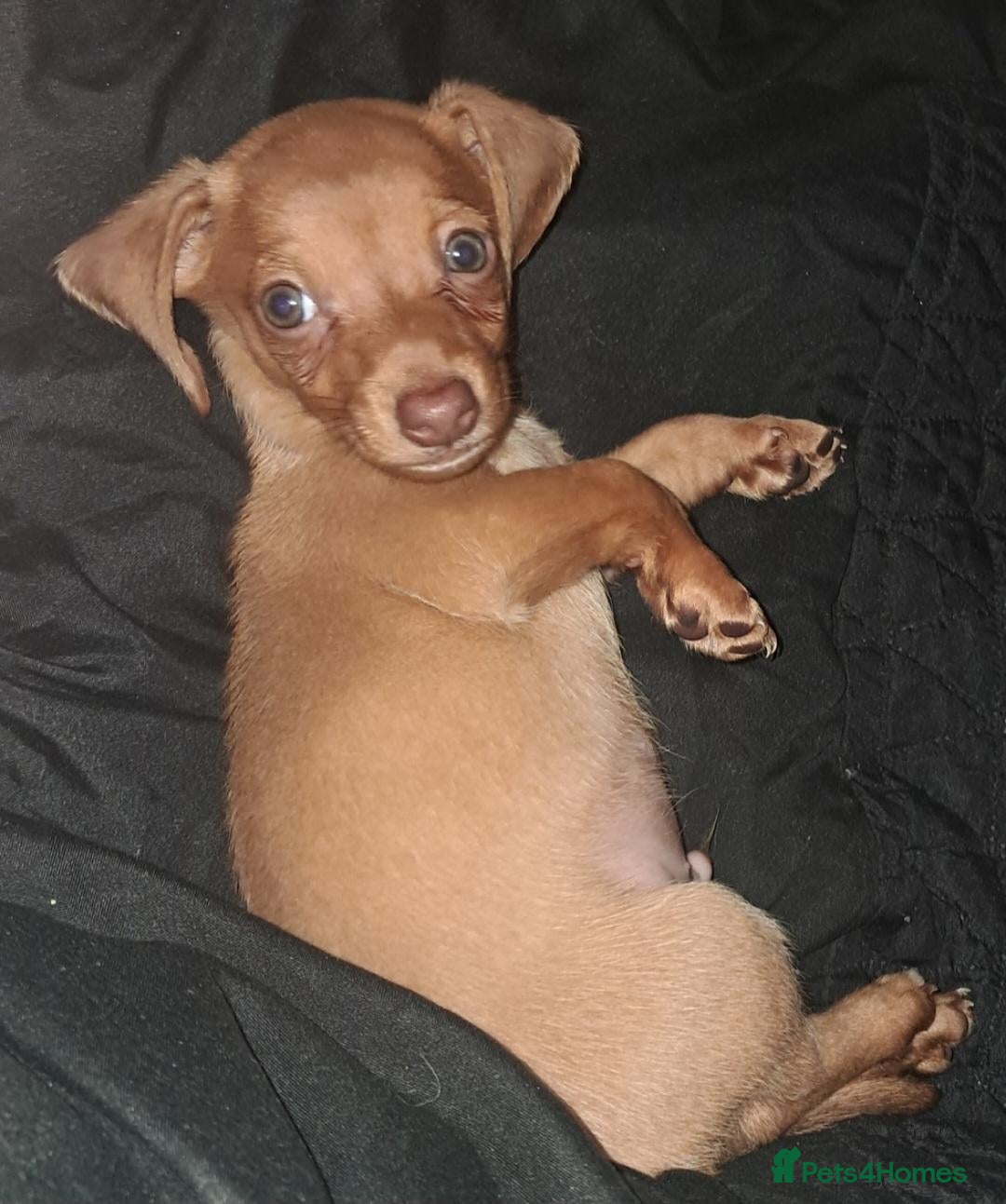 Chiweenie dogs for sale: Chase - Advert 4