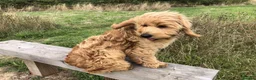 Goldendoodle dogs for sale: Phoebe F1 Miniature Goldendoodle - Advert 16