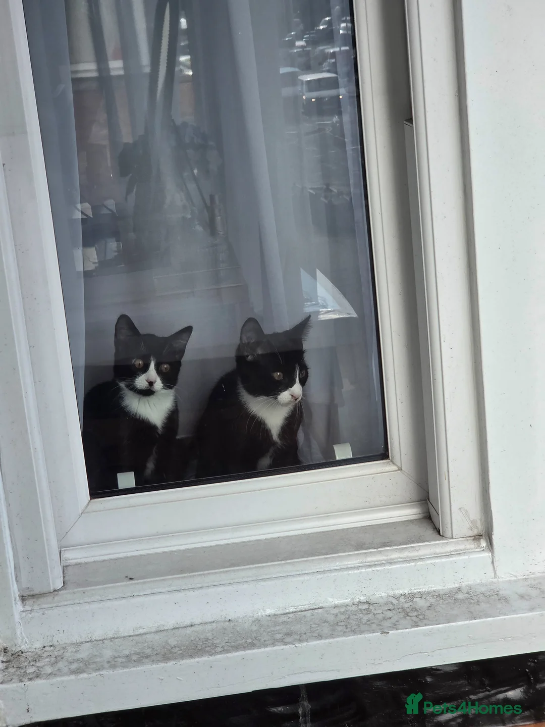 Domestic Shorthair cats for sale: Two domestic shorthair kittens, 5 months old. - Advert 2