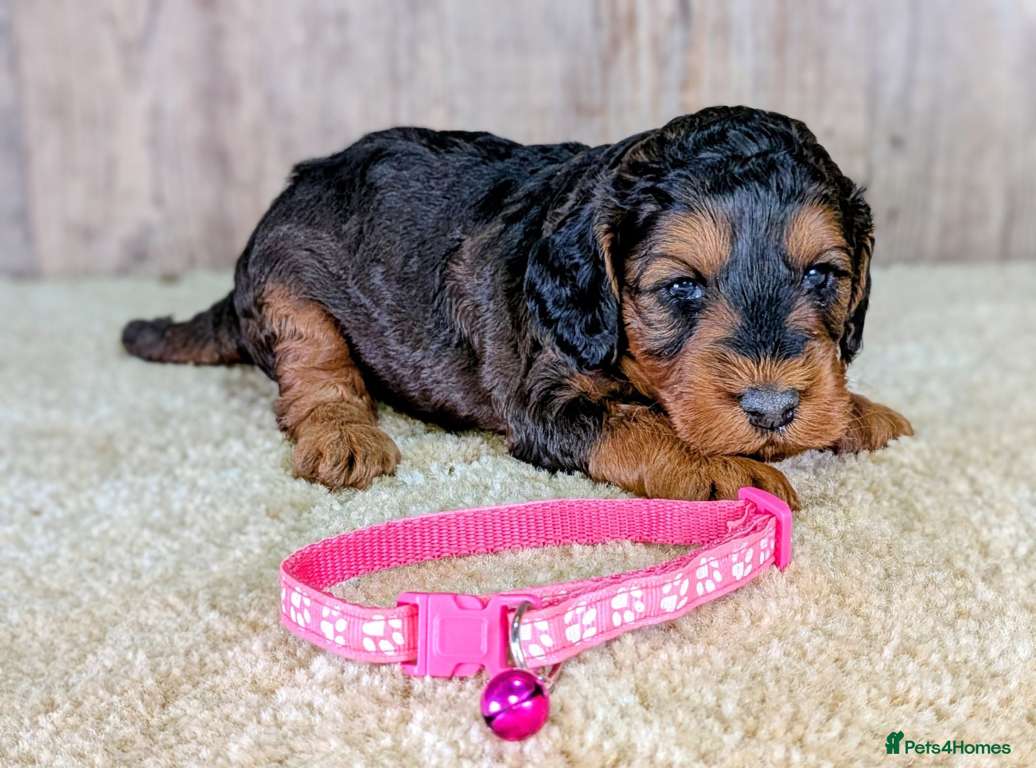 Cockapoo dogs Beautiful F1B Cockapoos - Advert 1
