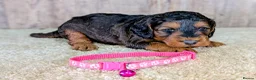 Cockapoo dogs for sale: Beautiful F1B Cockapoos - Advert 3