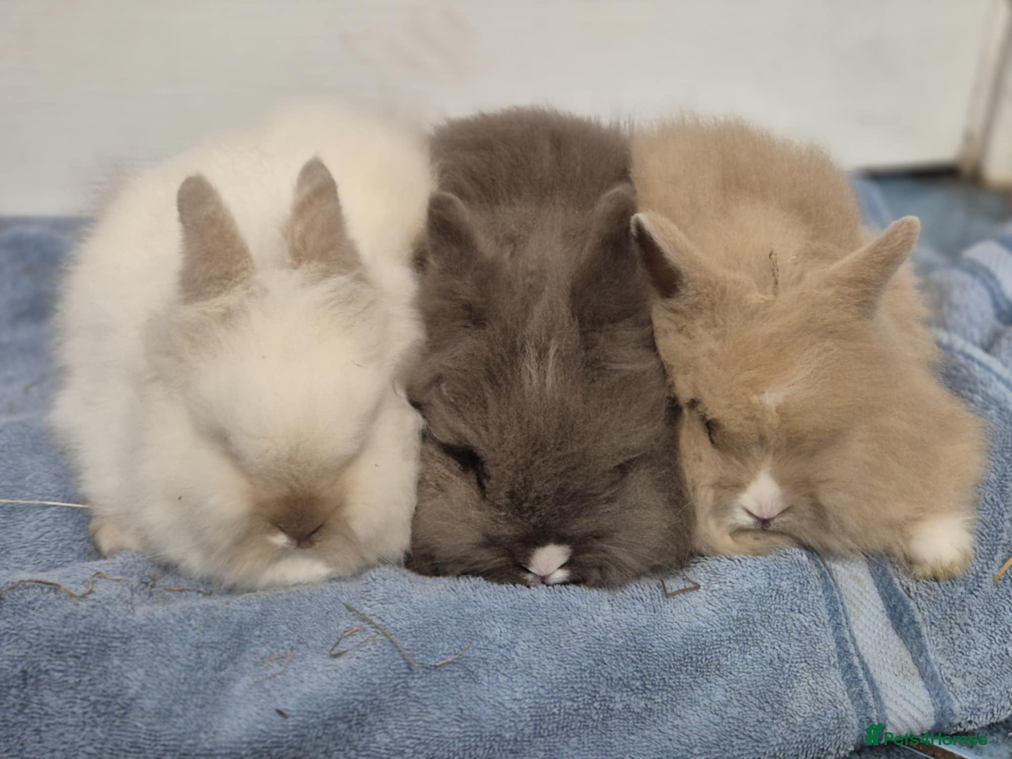 Mini Lion Lop rabbits Stunning Double Maned, Mini Lionlop Babies - Advert 1