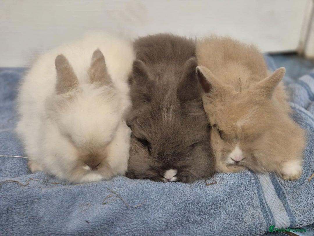 Mini Lion Lop rabbits for sale: Stunning Double Maned, Mini Lionlop Babies - Advert 1