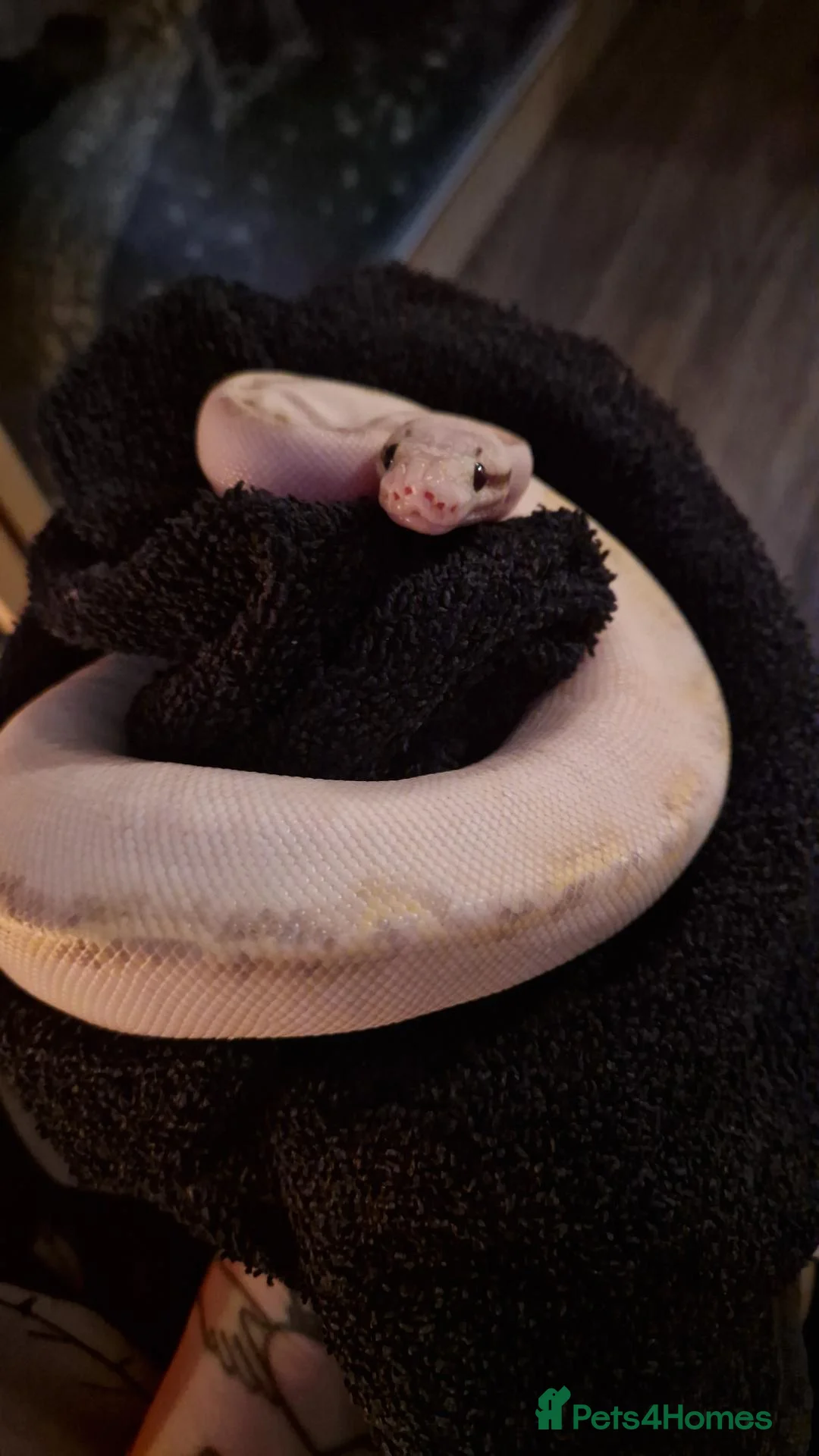 Mixed Breed reptiles for sale: Hermann tortoise and royal pythons - Advert 11