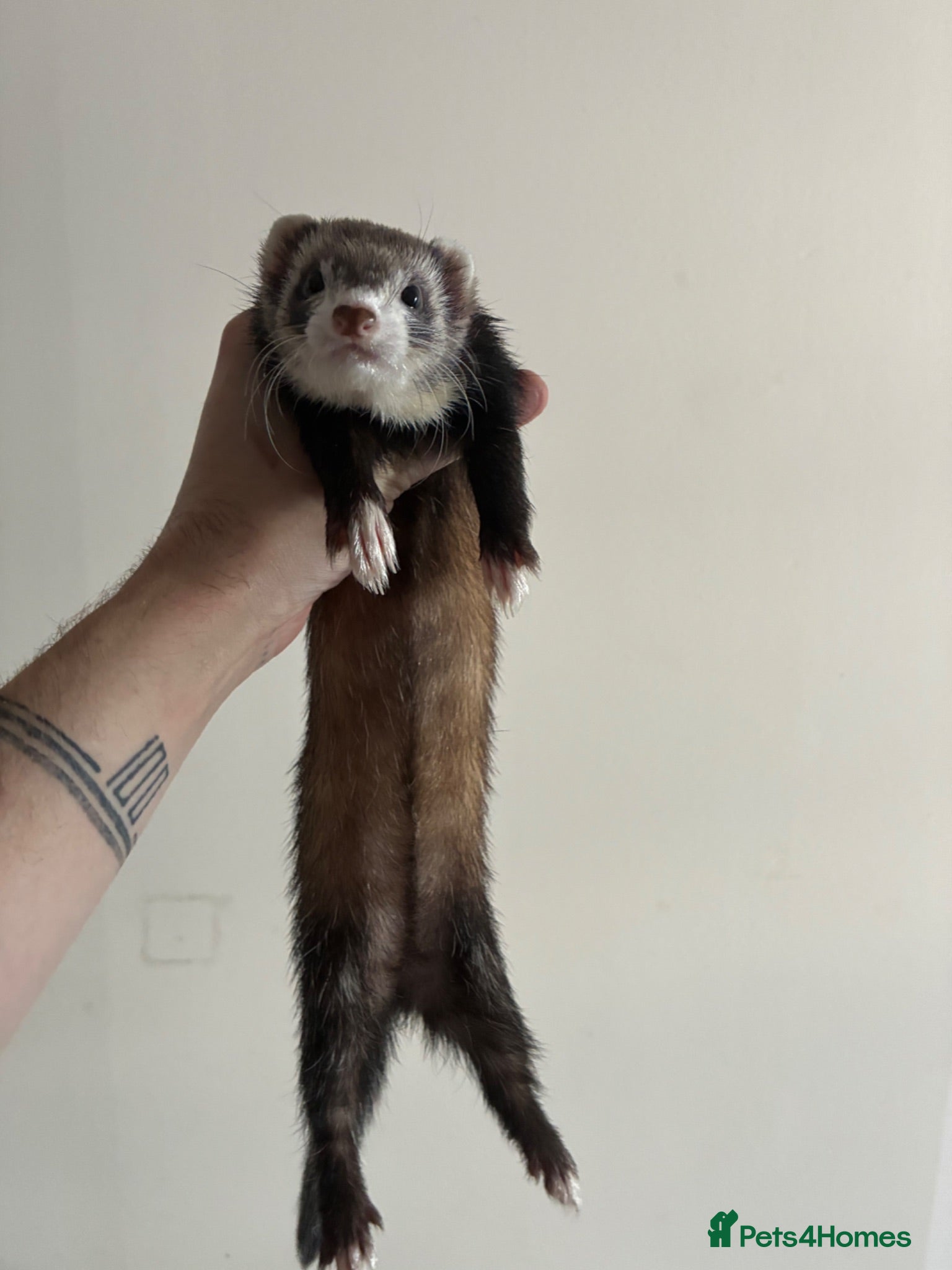 Ferret rodents Two semi micro Jill sisters 1y for rehoming - Advert 5
