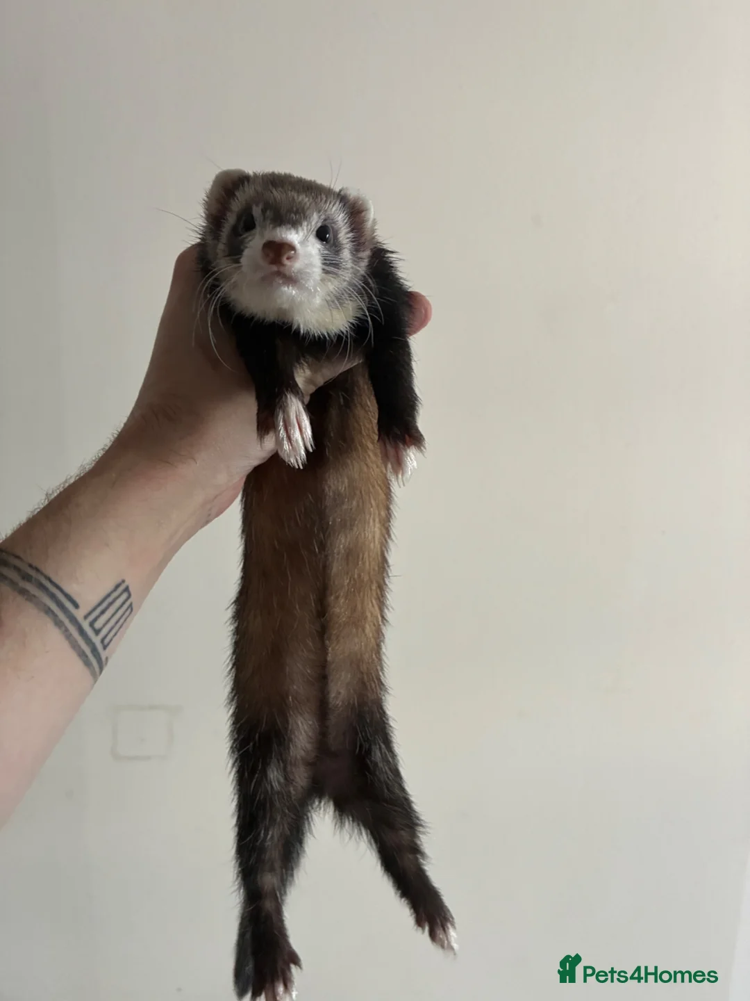 Ferret rodents for sale: Two semi micro Jill sisters 1y for rehoming in Birmingham - Advert 1