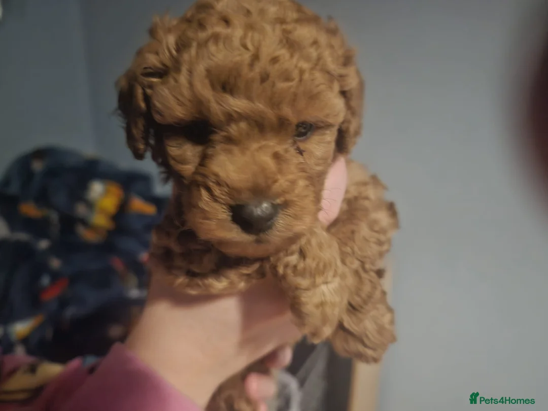 Cockapoo dogs for sale: Cockapoo puppies for sale - Advert 2