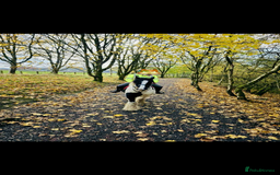 Irish Cob horses for sale: Traditional Cob - Advert 4