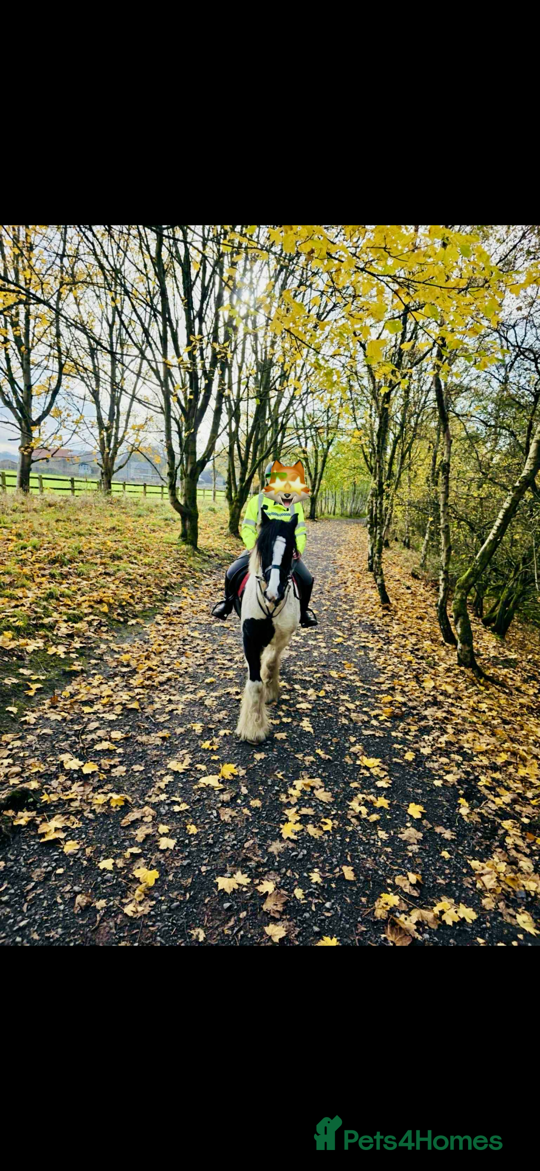 Irish Cob horses for sale: Traditional Cob - Advert 4