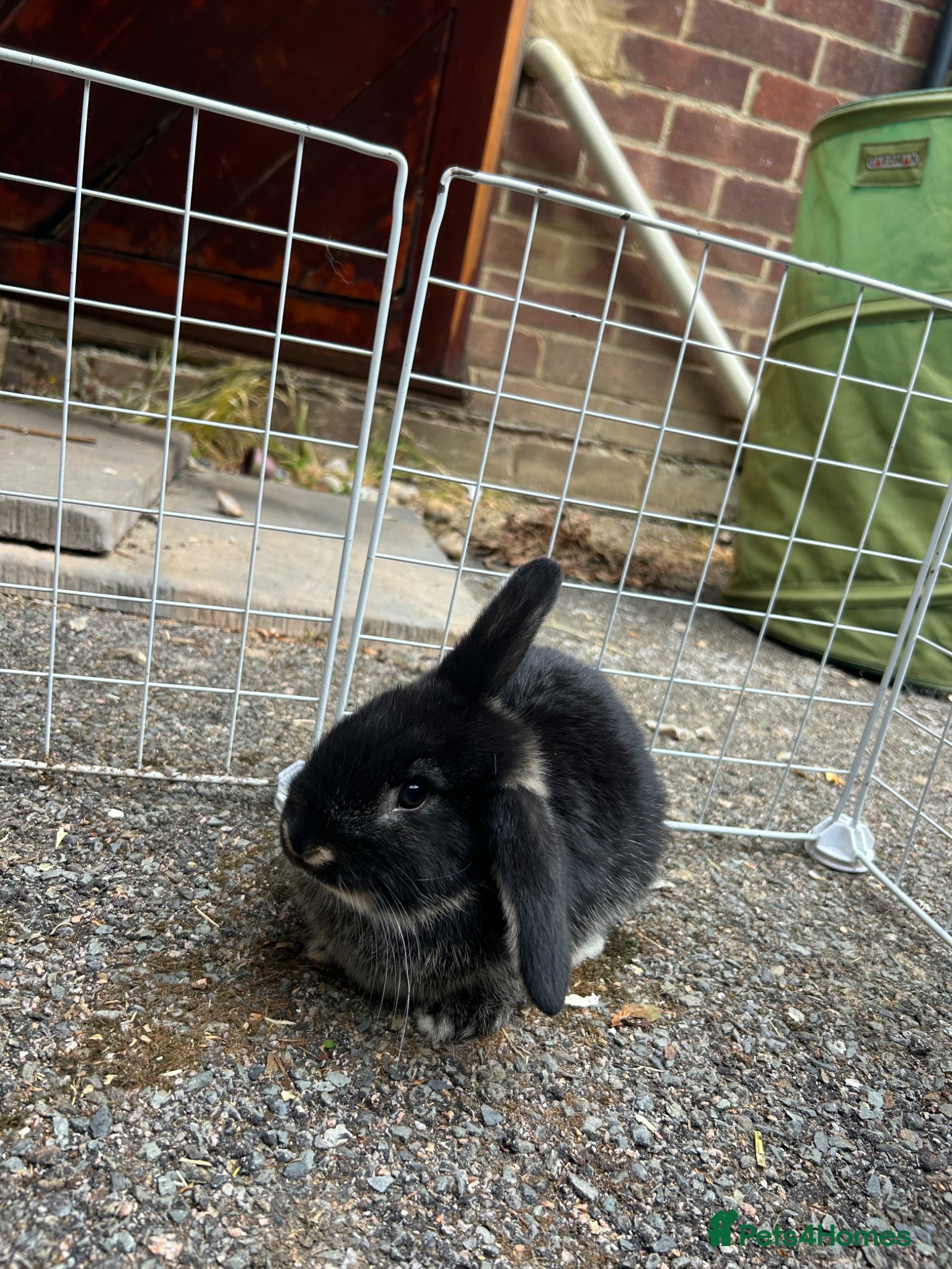 Mixed Breed rabbits for sale: 2 male English x lop rabbits  - Advert 9