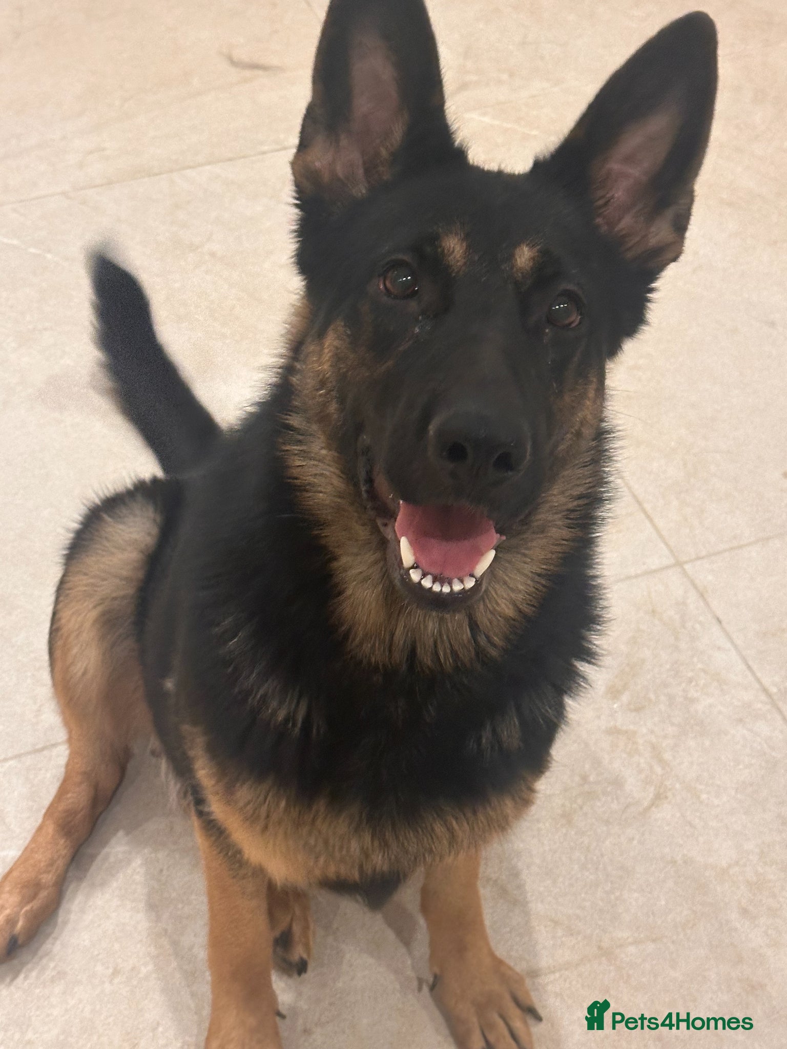 German Shepherd dogs Exceptional German Shepherd Puppies  - Advert 2