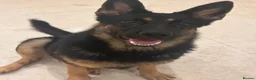 German Shepherd dogs for sale: Exceptional German Shepherd Puppies  - Advert 1
