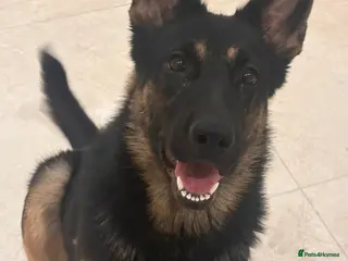 German Shepherd dogs Exceptional German Shepherd Puppies - Advert 7