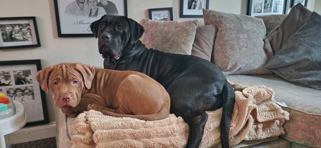 Mixed Breed dogs for sale: Cane corso  ** tiff - Image 1