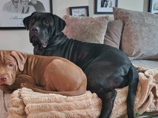 Mixed Breed dogs Cane corso ** tiff - Advert 14