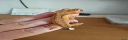 Gecko reptiles for sale: Unsexed baby crested geckos - Advert 7