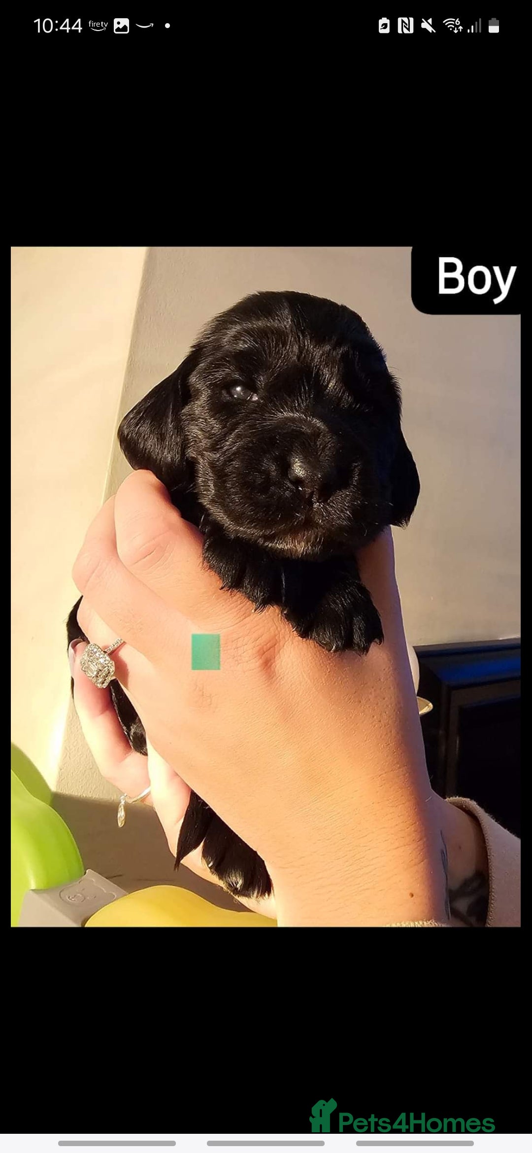 Cocker Spaniel dogs for sale: Loki  - Image 10