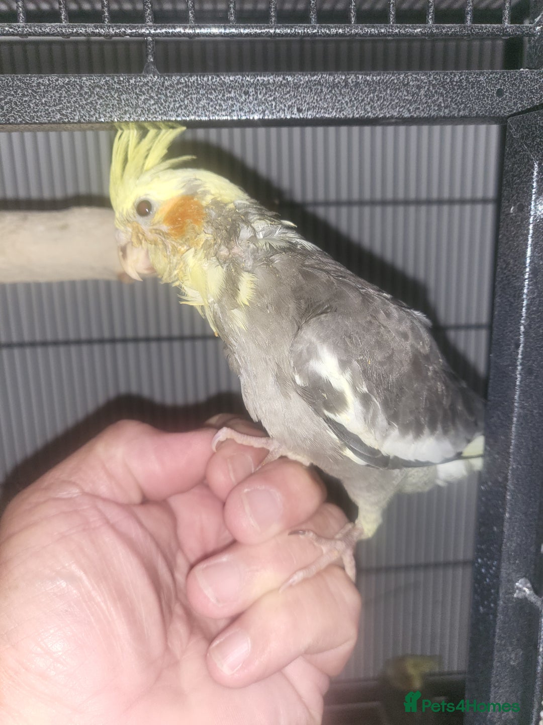 Cockatiels birds for sale: Deposit secures  - Image 7