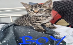 Mixed Breed cats for sale: 4 x beautiful kittens ready to leave 21/06/25 in Colwyn Bay - Image 11