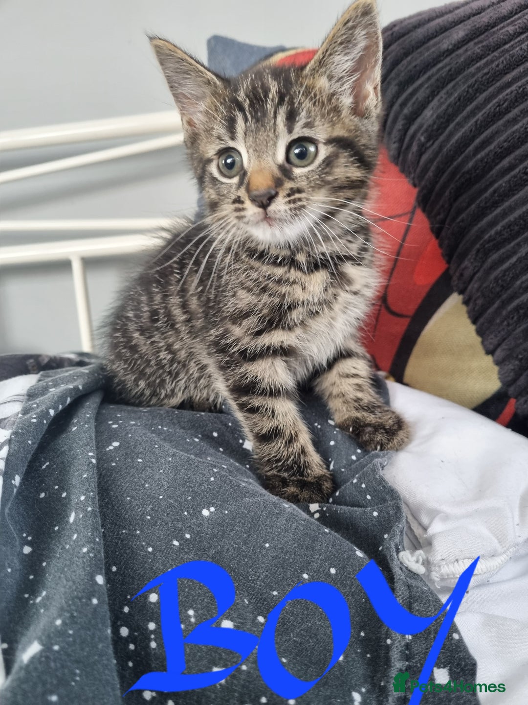 Mixed Breed cats for sale: 4 x beautiful kittens ready to leave 21/06/25 in Colwyn Bay - Image 11