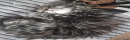 Siberian cats for sale: 4 hypoallergenic Siberian kittens  - Advert 10