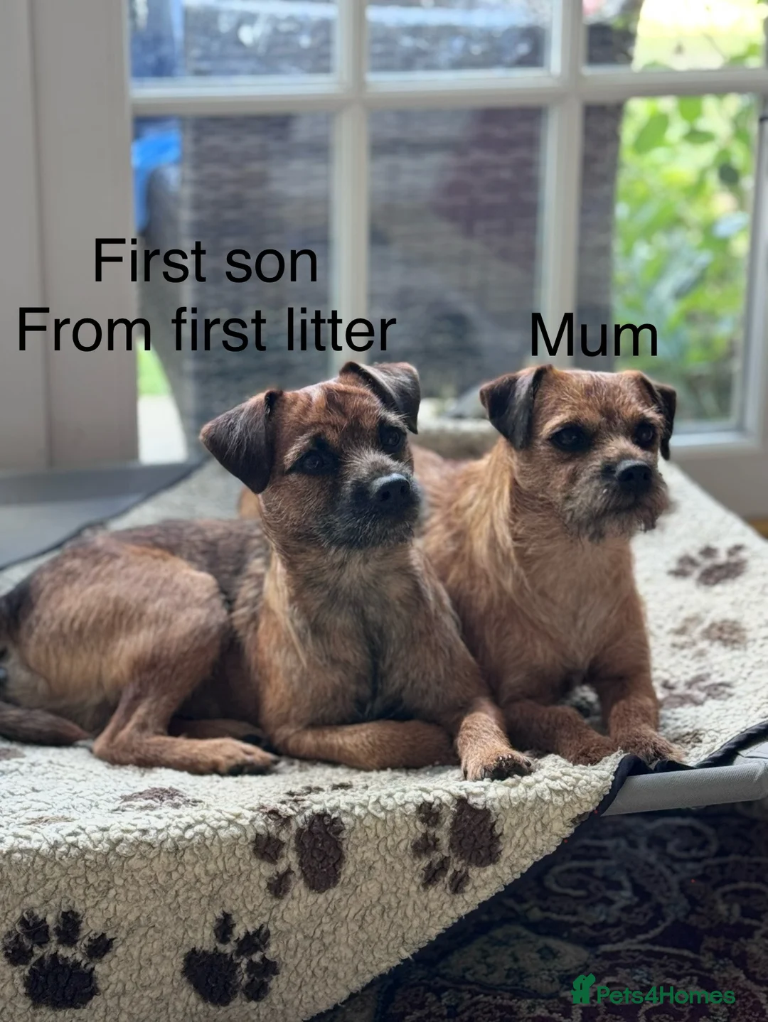 Border Terrier dogs for sale: Beautiful Border Terrier pups in Blandford Forum - Advert 2