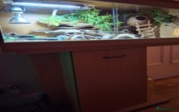 Gecko reptiles for sale: Leopard gecko with full set up - Image 2
