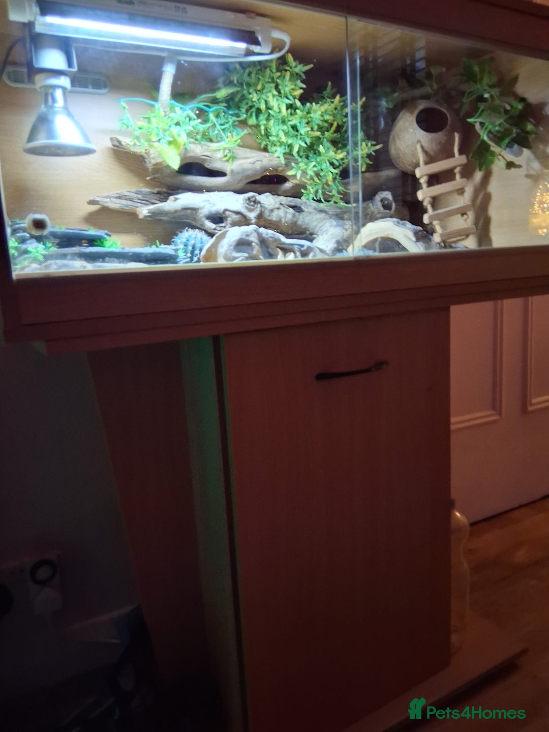 Gecko reptiles for sale: Leopard gecko with full set up - Image 2
