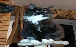 Maine Coon cats for sale: Maine-Coon kittens  - Image 8