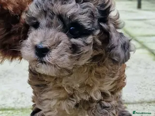 Toy Poodle dogs Health tested 3/4 Merle Toy Poodles - Advert 11