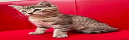 Mixed Breed cats for sale: Big Litter Big Love ❤️  - Advert 10